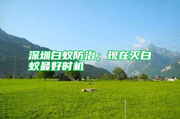 深圳白蟻防治；現(xiàn)在滅白蟻?zhàn)詈脮r機(jī)