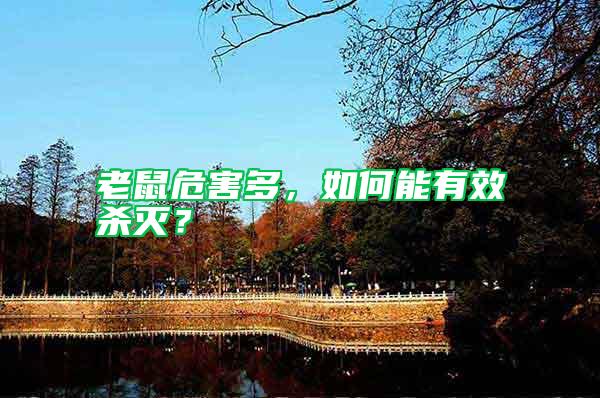 老鼠危害多，如何能有效殺滅？