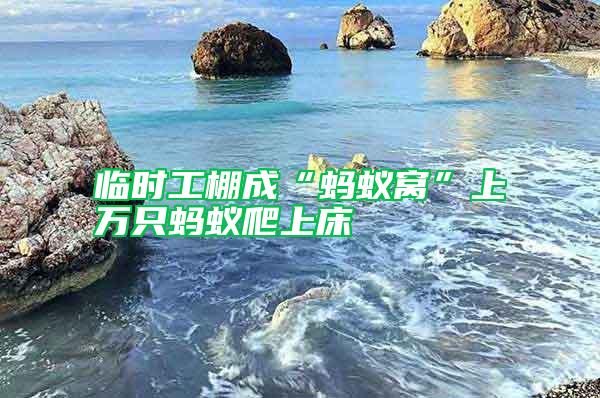 臨時(shí)工棚成“螞蟻窩”上萬(wàn)只螞蟻爬上床
