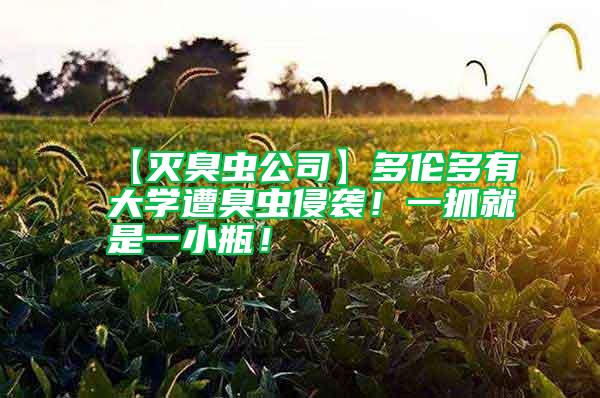 【滅臭蟲公司】多倫多有大學遭臭蟲侵襲！一抓就是一小瓶！