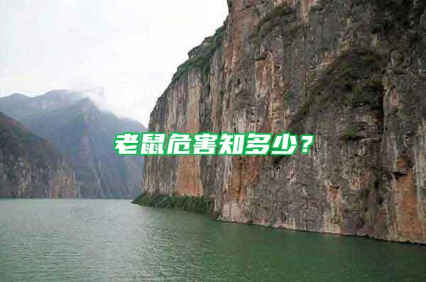老鼠危害知多少？
