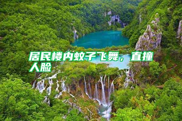 居民樓內蚊子飛舞，直撞人臉