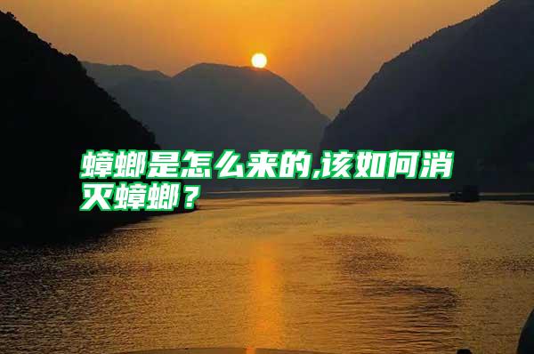 蟑螂是怎么來的,該如何消滅蟑螂？