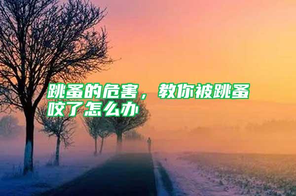 跳蚤的危害，教你被跳蚤咬了怎么辦