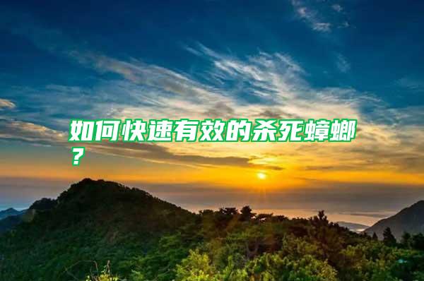 如何快速有效的殺死蟑螂？