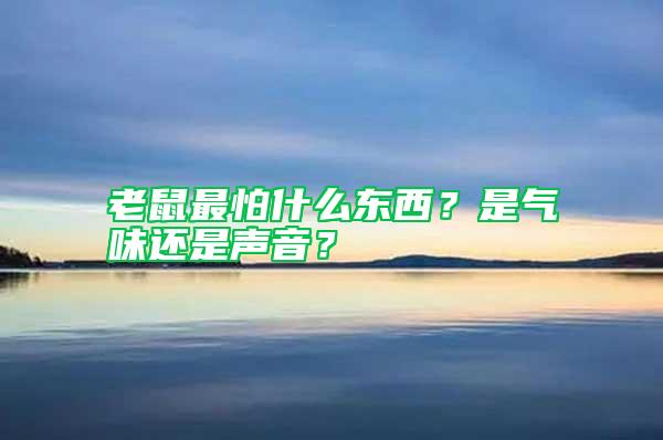 老鼠最怕什么東西？是氣味還是聲音？