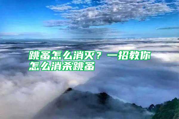 跳蚤怎么消滅？一招教你怎么消殺跳蚤