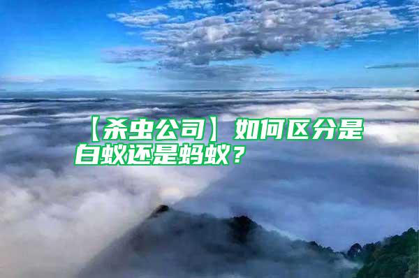 【殺蟲公司】如何區(qū)分是白蟻還是螞蟻？