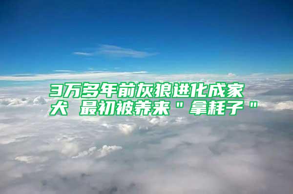 3萬多年前灰狼進化成家犬 最初被養(yǎng)來＂拿耗子＂
