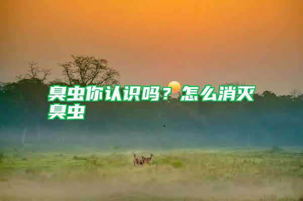 臭蟲你認(rèn)識嗎？怎么消滅臭蟲