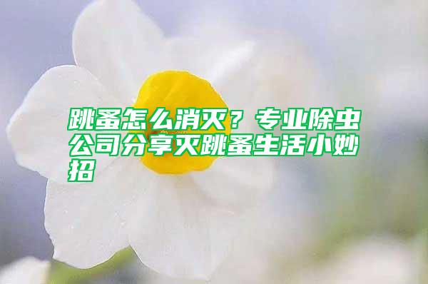 跳蚤怎么消滅？專業除蟲公司分享滅跳蚤生活小妙招