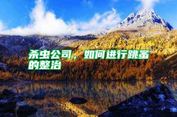 殺蟲公司，如何進行跳蚤的整治
