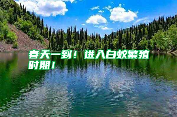 春天一到！進入白蟻繁殖時期！