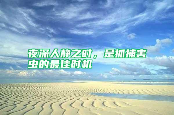 夜深人靜之時(shí)，是抓捕害蟲(chóng)的最佳時(shí)機(jī)