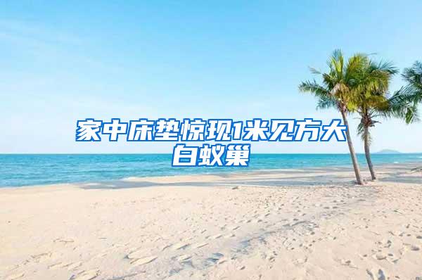 家中床墊驚現(xiàn)1米見(jiàn)方大白蟻巢