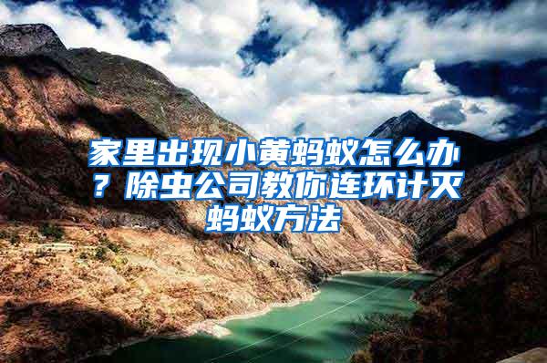 家里出現小黃螞蟻怎么辦？除蟲公司教你連環計滅螞蟻方法