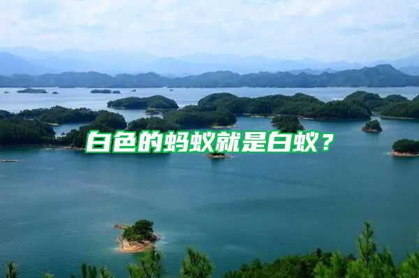 白色的螞蟻就是白蟻？