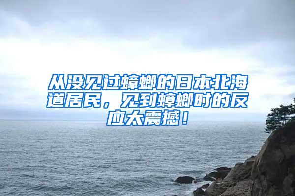 從沒見過蟑螂的日本北海道居民，見到蟑螂時的反應太震撼！