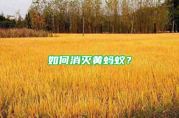 如何消滅黃螞蟻？