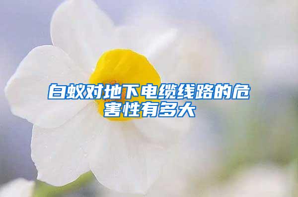 白蟻對(duì)地下電纜線路的危害性有多大