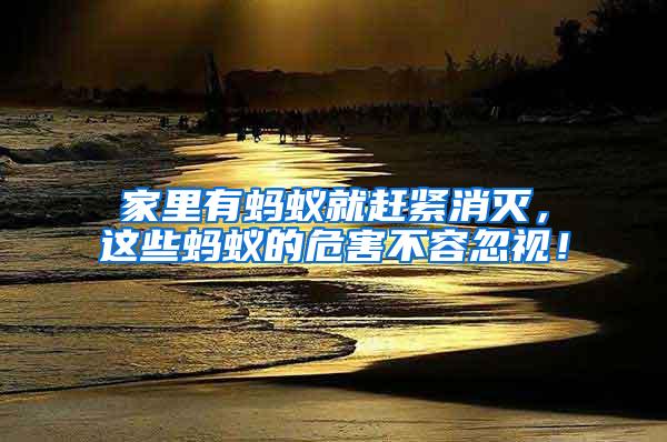 家里有螞蟻就趕緊消滅，這些螞蟻的危害不容忽視！