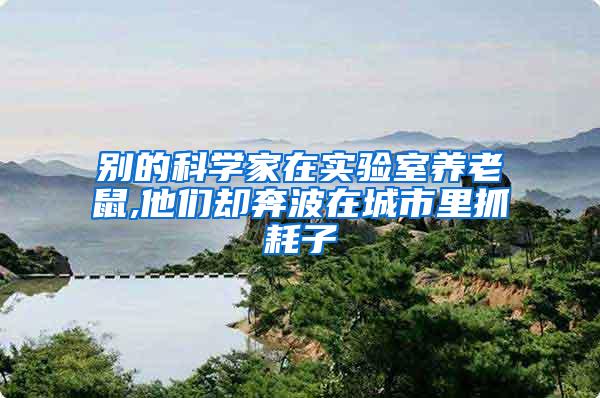 別的科學(xué)家在實驗室養(yǎng)老鼠,他們卻奔波在城市里抓耗子