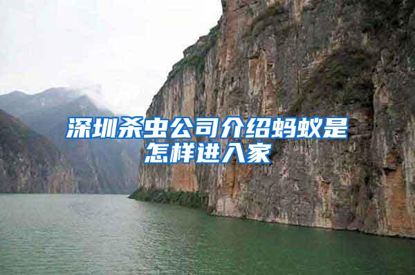 深圳殺蟲公司介紹螞蟻是怎樣進(jìn)入家