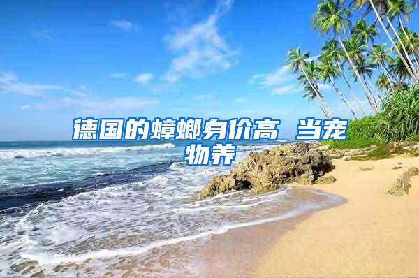 德國的蟑螂身價高 當寵物養(yǎng)