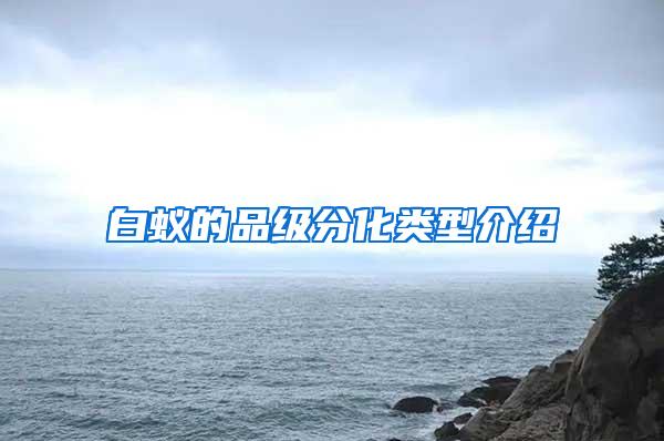 白蟻的品級(jí)分化類(lèi)型介紹