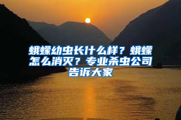 蛾蠓幼蟲長什么樣？蛾蠓怎么消滅？專業殺蟲公司告訴大家
