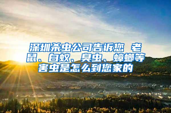 深圳殺蟲公司告訴您 老鼠、白蟻、臭蟲、蟑螂等害蟲是怎么到您家的
