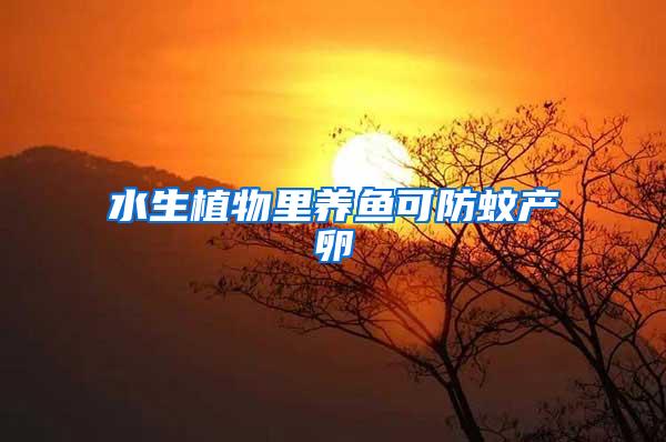 水生植物里養(yǎng)魚(yú)可防蚊產(chǎn)卵