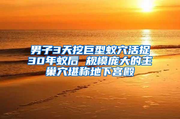 男子3天挖巨型蟻穴活捉30年蟻后 規(guī)模龐大的主巢穴堪稱地下宮殿
