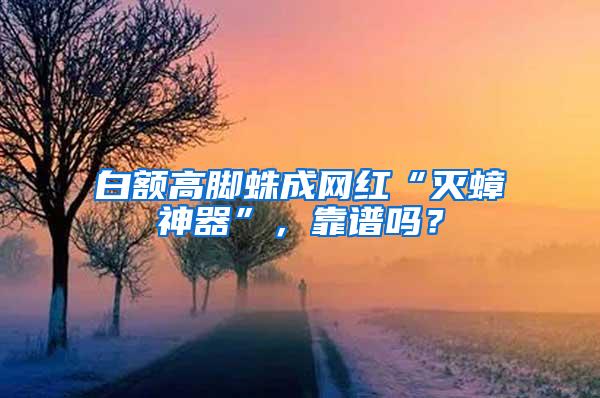 白額高腳蛛成網(wǎng)紅“滅蟑神器”，靠譜嗎？