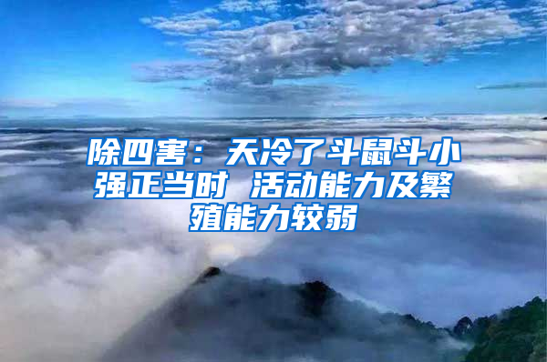 除四害：天冷了斗鼠斗小強(qiáng)正當(dāng)時 活動能力及繁殖能力較弱