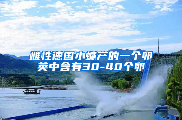 雌性德國(guó)小蠊產(chǎn)的一個(gè)卵莢中含有30-40個(gè)卵