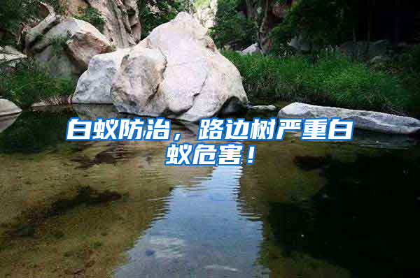 白蟻防治，路邊樹嚴(yán)重白蟻危害！