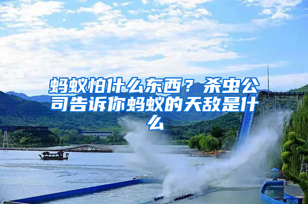 螞蟻怕什么東西？殺蟲公司告訴你螞蟻的天敵是什么