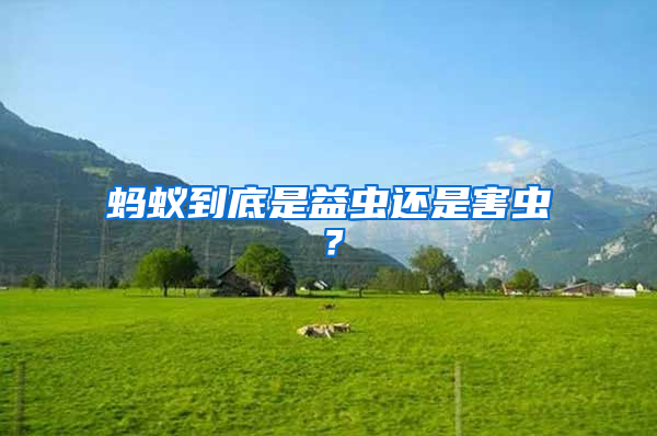 螞蟻到底是益蟲(chóng)還是害蟲(chóng)？