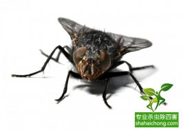 蒼蠅亂飛遭查封，食品加工行業該如何滅蠅？