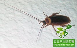 蟑螂這么強(qiáng)，怎樣才能徹底消滅蟑螂？